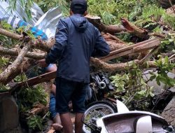 Pohon Tumbang Menimpa Warung di Mojokerto 2 Orang Tewas
