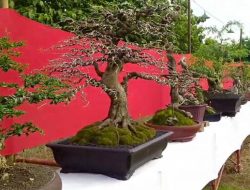 Di ikuti Ratusan Peserta, Pameran dan Kontes Tanaman Bonsai Tingkat Nasional di Jombang