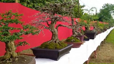 Di ikuti Ratusan Peserta, Pameran dan Kontes Tanaman Bonsai Tingkat Nasional di Jombang