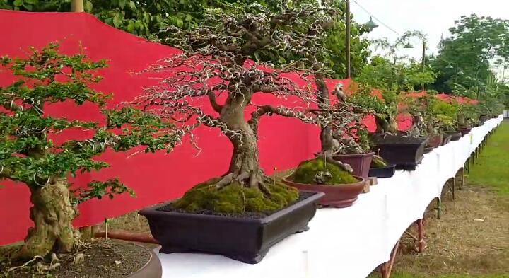 Kontes dan pameran tanaman bonsai di Kecamatan mojoagung, Kabupaten Jombang