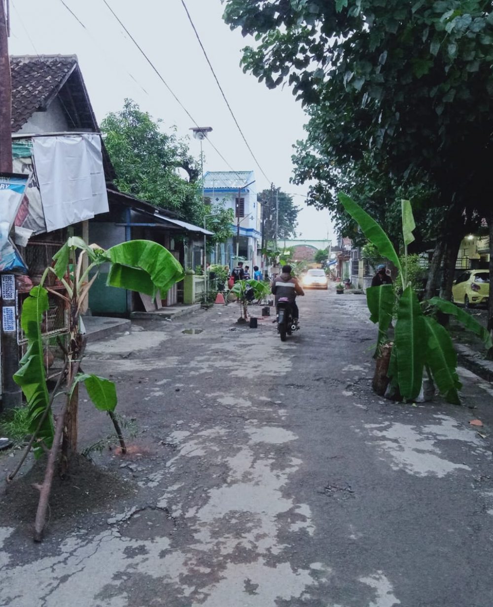 kondisi jalan rusak yang di tanami pisang di desa tambak rejo gang 1