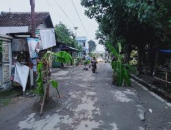 Warga Geram, Ruas Jalan Rusak Di Tambakrejo Di Tanami Pohon Pisang