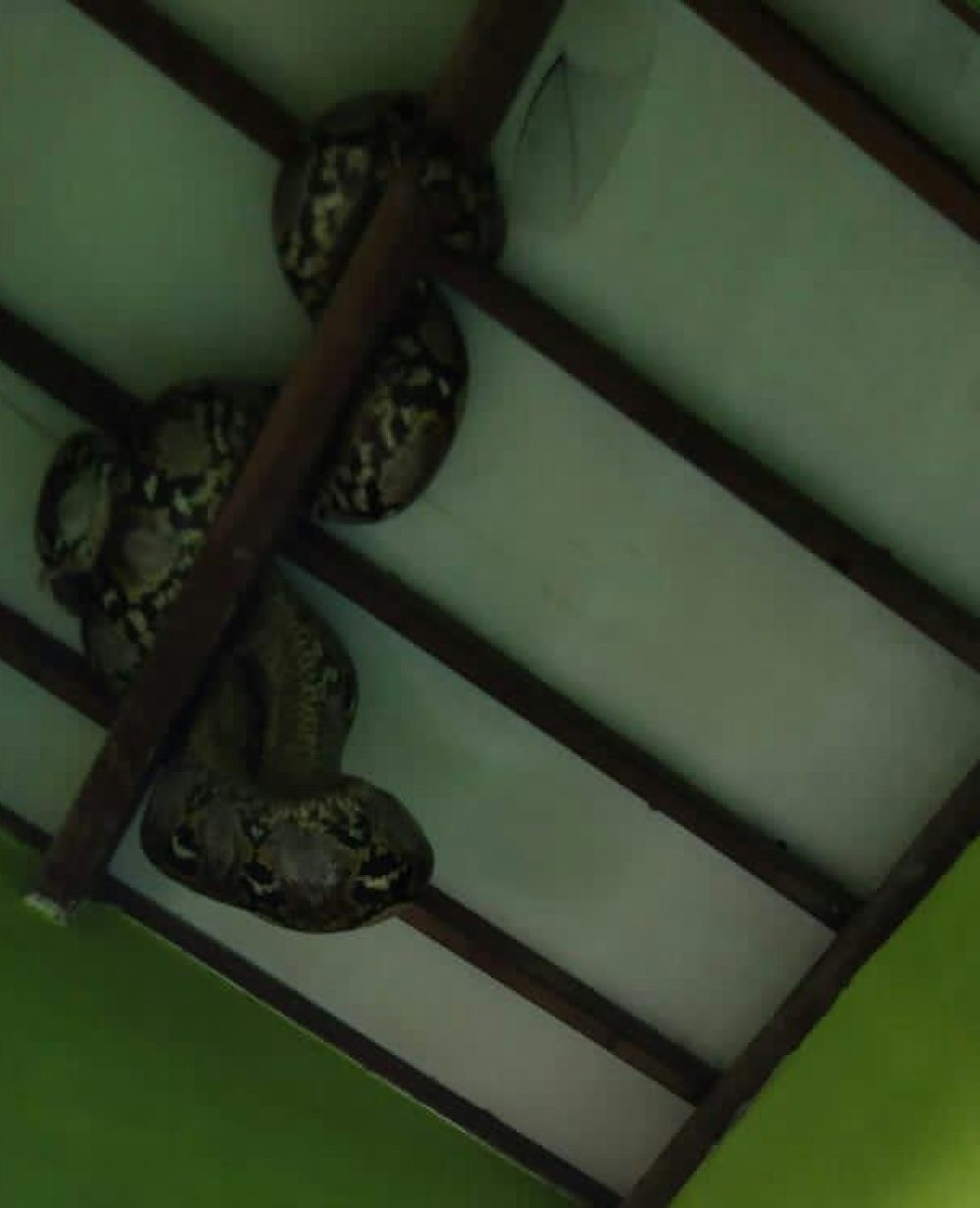 ular sanca sa'at berada di atas plafon rumah warga
