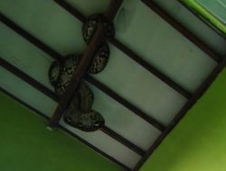 Ular Sanca Di Temukan Di Atas Plafon Rumah Warga