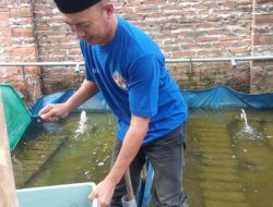 Raup Omzet Jutaan, Seorang Buruh Pabrik Di Jombang Budidaya Lobster Air Tawar