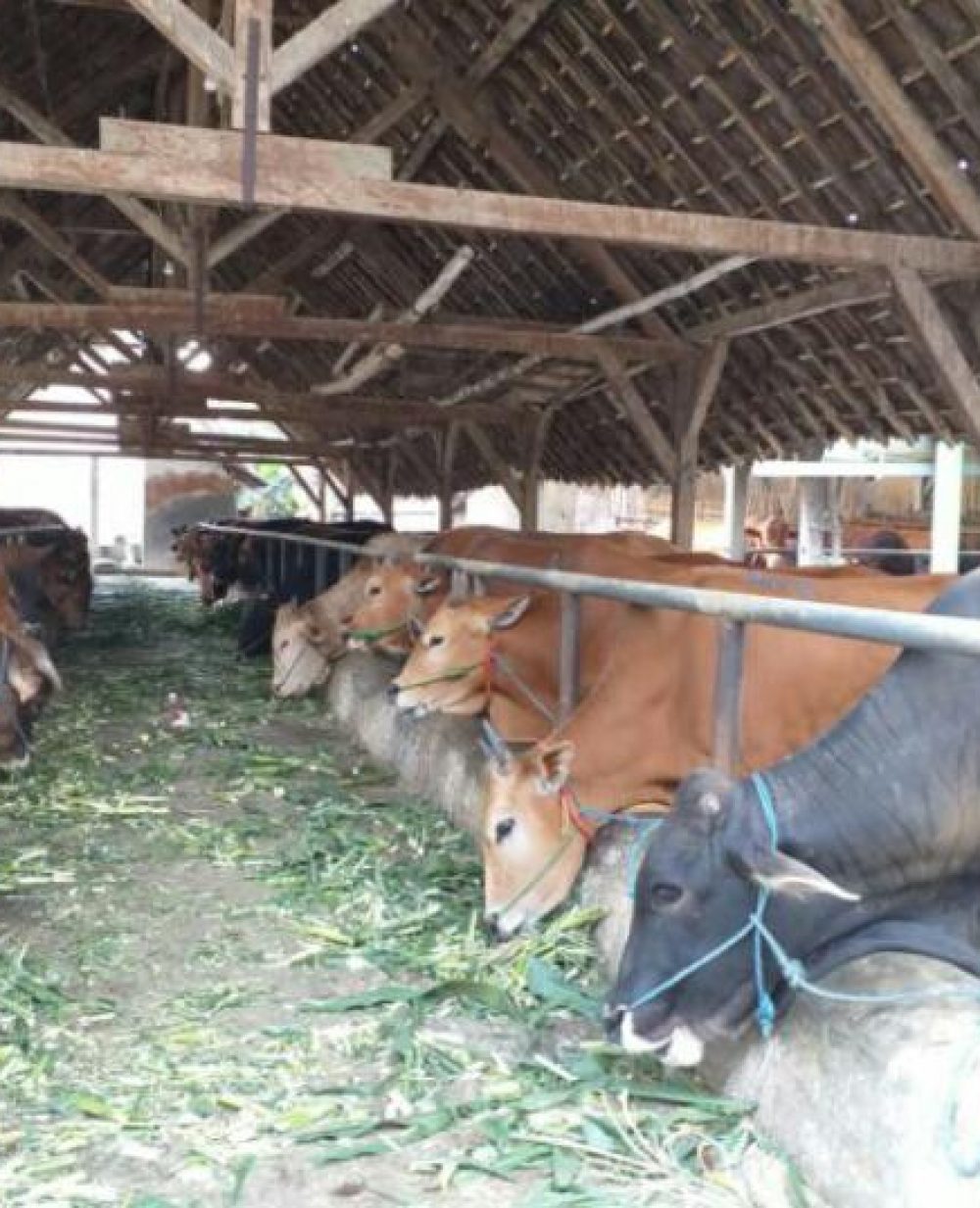 foto : Dua sapi yang terindikasi gejala PMK (11/5/2022).