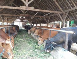 Wabah PMK Massif di Jatim, Dua Sapi di Jombang Tunjukkan Gejala yang Mirip