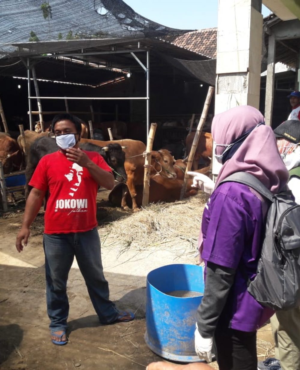 Peternakan Sapi di Jombang ini Bersihkan Kandang Dua Kali Sehari, Antisipasi Wabah PMK