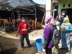 Peternakan Sapi di Jombang ini Bersihkan Kandang Dua Kali Sehari, Antisipasi Wabah PMK