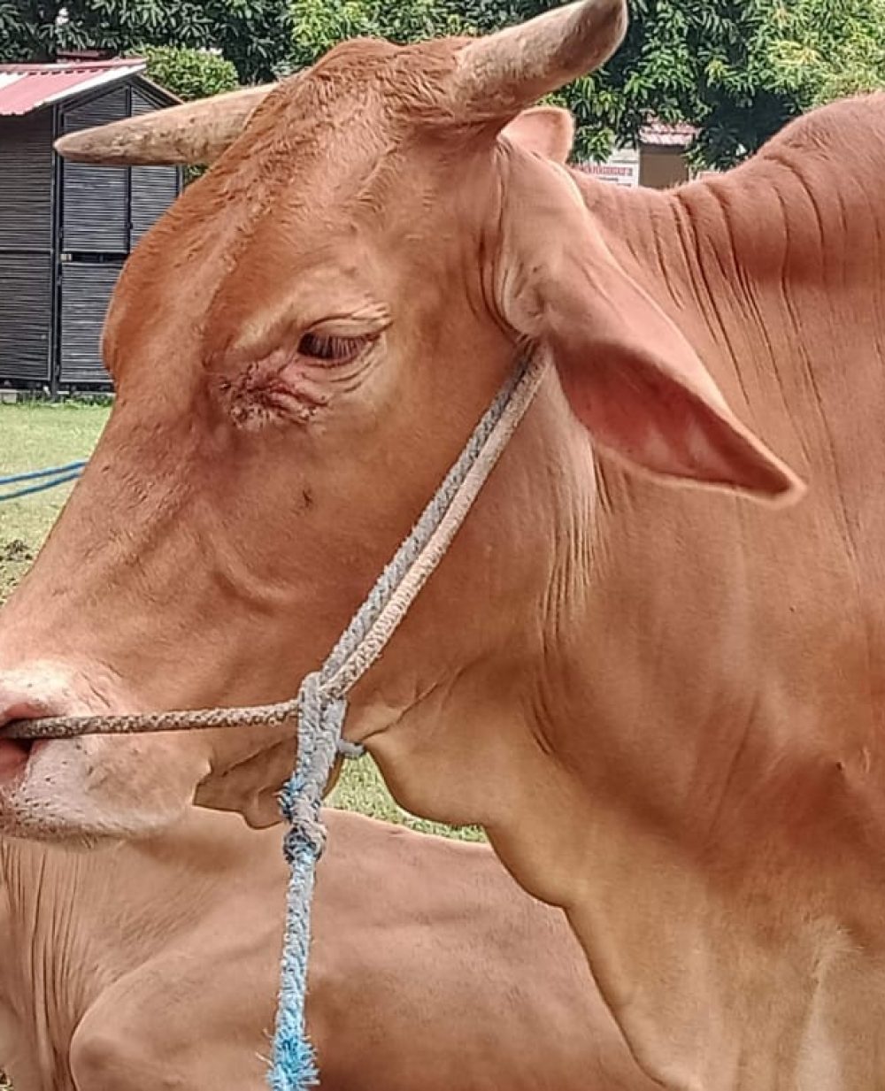 Sejumlah sapi ternak di wilayah Wonosalam, Jombang (12/5/2022)