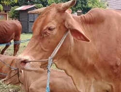Hasil Sample PMK di Jombang Belum Keluar Secara Tertulis, 5 Anak Sapi Dilapirkan Mati