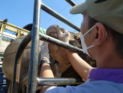 Tangkal PMK, Pemkab Jombang Sidak Pasar Hewan