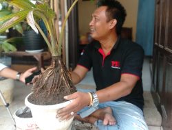 Pengerajin Bonsai Kelapa Ukir Mengalami Penurunan Omzet