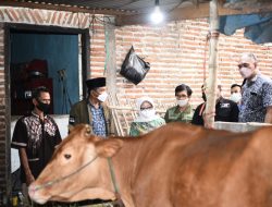 Gejala Wabah PMK Sapi di Jombang Meluas ke Puluhan Desa