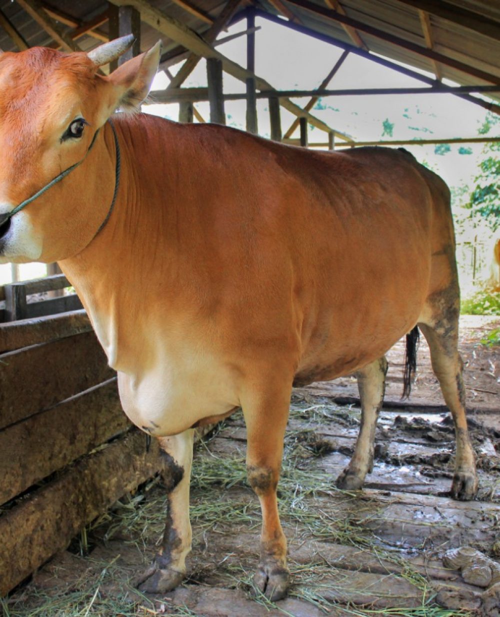 Wabah PMK Terus Meluas, Dinas Peternakan Jombang Inkubasi Sapi Terjangkit