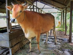 Wabah PMK Terus Meluas, Dinas Peternakan Jombang Inkubasi Sapi Terjangkit