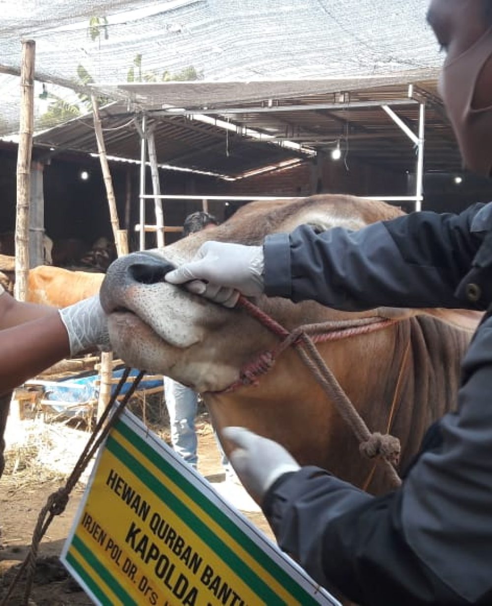 Angka Kesembuhan Sapi di Jombang Akibat PMK Mencapai 3,5 Persen