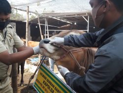 Angka Kesembuhan Sapi di Jombang Akibat PMK Mencapai 3,5 Persen