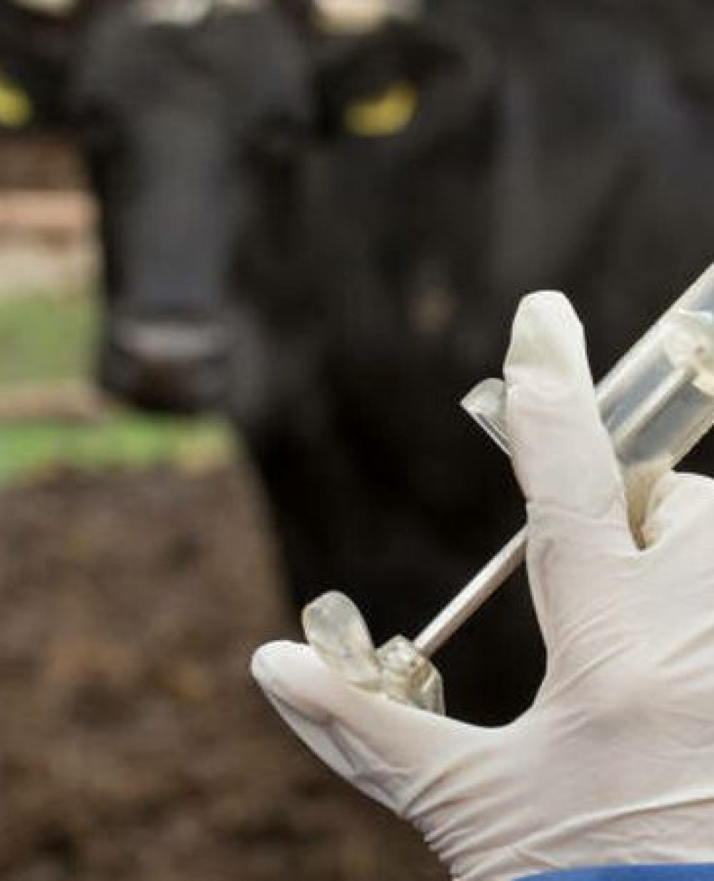 foto : ilustrasi Vaksin PMK untuk hewan ternak.