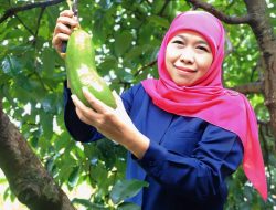 Gubernur Khofifah Kenalkan Alpukat Kelud Berukuran Jumbo Asli Kediri Jawa Timur
