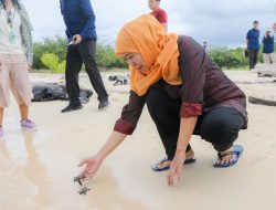 Gubernur Khofifah Lepas Puluhan Tukik di Pulau Tabuhan Banyuwangi, Ajak Masyarakat Galakkan Konservasi Penyu di Jatim