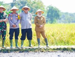 Gubernur Khofifah Pimpin Panen Raya Serentak 5.500 Ha di Jatim, Bukti Jatim Lumbung Pangan Nasional